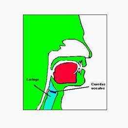 Ubicación de la laringe