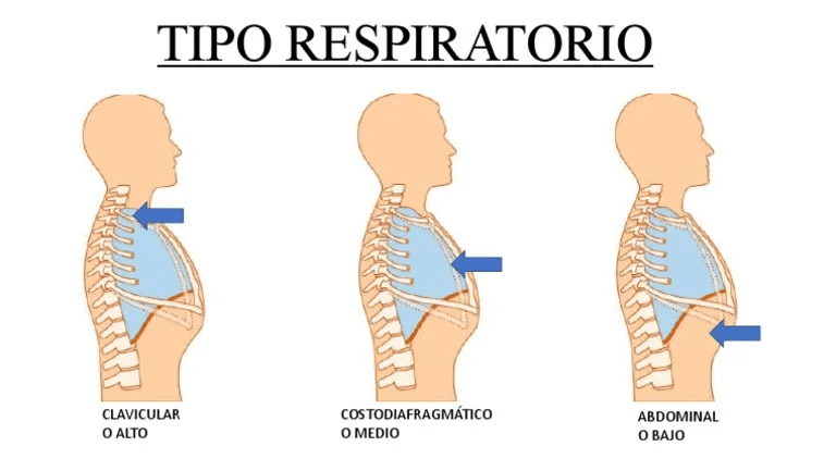 tipos de respiración 