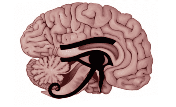 Grandula pineal y ojo de horus